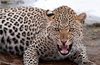 Leopard attacks in populated areas shocking